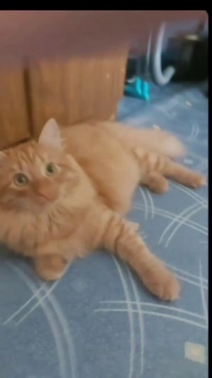 Тренд с котиком 😎🐈