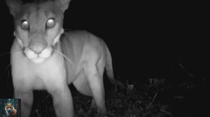 фотоловушки Коста-Рики