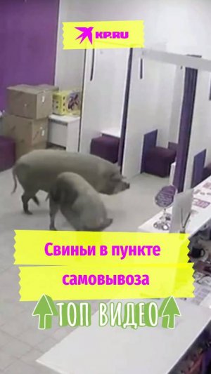 Свиньи в пункте самовывоза