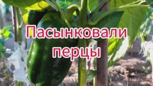 Пасынковали перцы