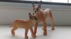 Разговорной видео +обращение к каналам