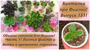 Болталка про Фиалки! Выпуск 151! Объемы горшков для Фиалок! Часть 1! Листья фиалок, детки в парниках