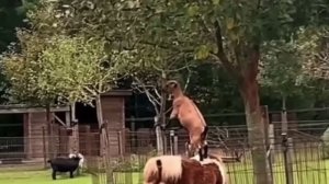 Из двух коротконогих получается один длинноногий🤣
