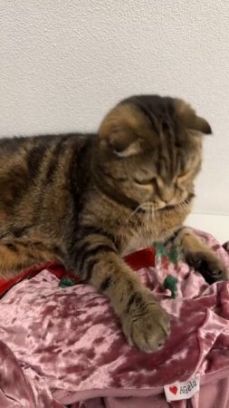 ЛЮБИМЫЕ ИГРУШКИ ЧЕССИ🐯ШУРШАЩИЕ ФАНТИКИ