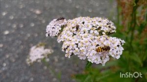 Природа. Лето. Цветы. (Счастье в мелочах)