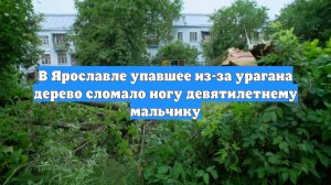 В Ярославле упавшее из-за урагана дерево сломало ногу девятилетнему мальчику