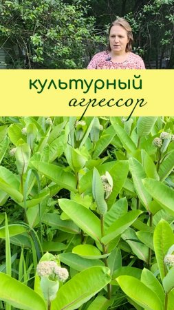 Культурный АГРЕССОР