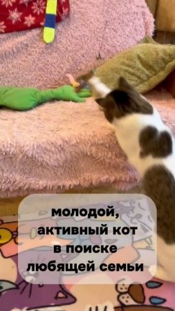 Знакомьтесь, сладкий кот - Пряник!