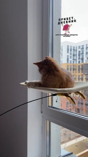 😹 Василиса в гамаке: битва с перьевой палочкой! #shorts