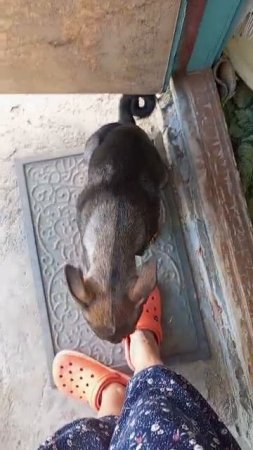 #сезонконтетаRUTUBE

Шкода Баксик творит чудеса.