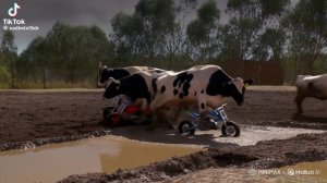 лавака сатурно сатурнито