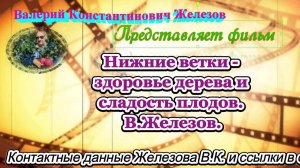 Нижние ветки - здоровье дерева и сладость плодов. В.Железов.