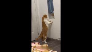 ПРИКОЛЫ С ЖИВОТНЫМИ ДО СЛЁЗ/СМЕШНЫЕ КОТЫ/ПРИКОЛЫ С КОТАМИ/ВИДЕО ПРИКОЛЫ/ЛУЧШИЕ ПРИКОЛЫ/РЖАКА/УМОРА
