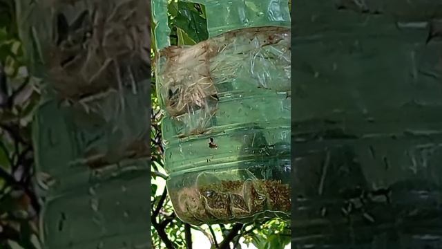 09.07.25. пополняю мои кормушки для белочек, воробьёв и мелких лесопарковых птиц