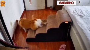 ПРИКОЛЫ С КОТАМИ! СМЕШНЫЕ КОТЫ И СОБАКИ! СМЕШНЫЕ ЖИВОТНЫЕ!