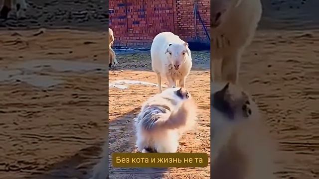 Без кота и жизнь не та!