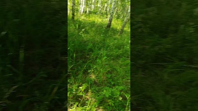 Первая ягода... Деревенские истории