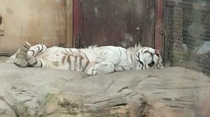 Калыханка для бенгальского тигра Саймона. Минск 28 июня.