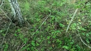 Первая вылазка за грибами нынче.