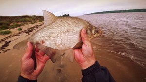 РЫБАЛКА НА ЛЕЩА! ШТОРМ И ДОЖДЬ, А ОН КЛЮЁТ!!!