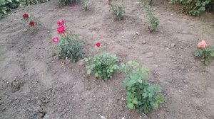 ПЛОХАЯ ОГОРОДНИЦА.У НАС ЖАРА  ВЫШЕ 35 градусов
