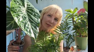 Мои растения: алоказии и хамедорея