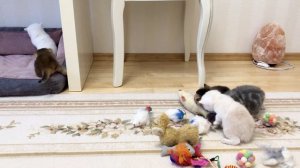 Котятам кошки Кайли 24 дня.