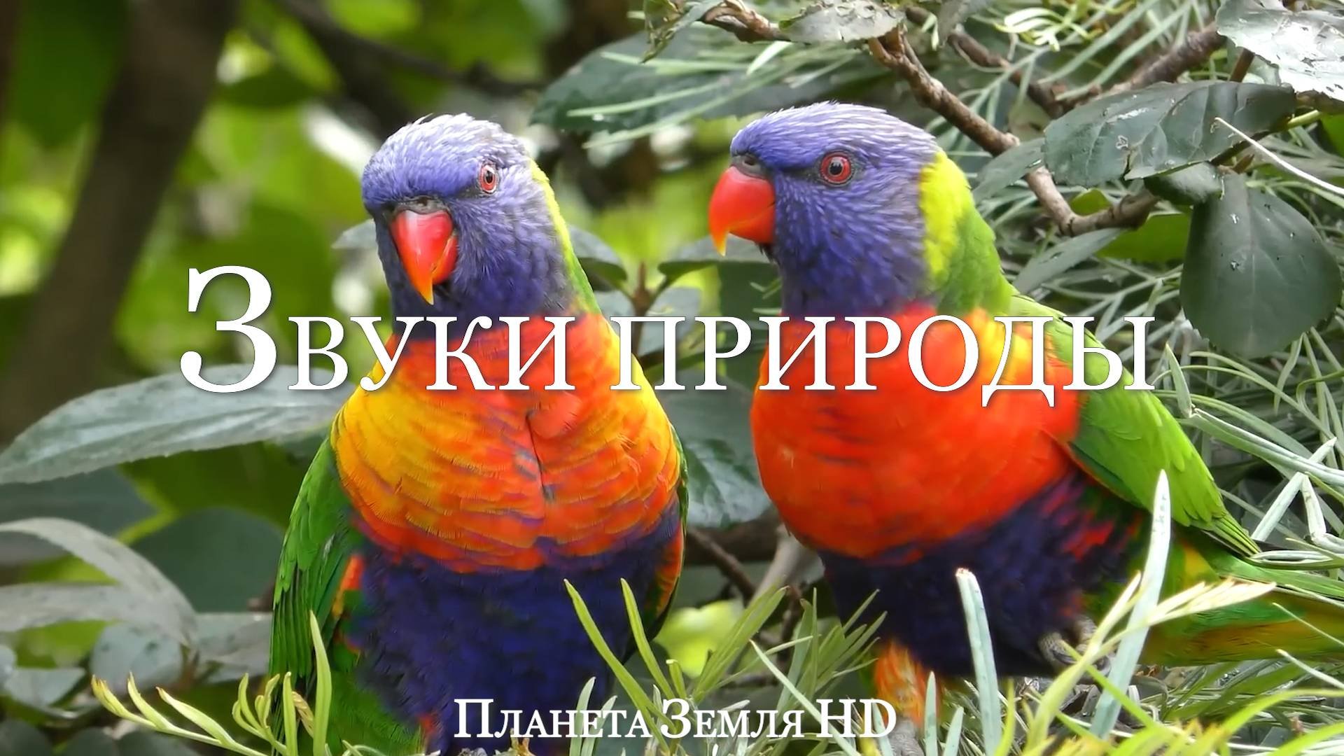 Успокаивающие Звуки Природы и нежная музыка для Релаксации и Сна HD
