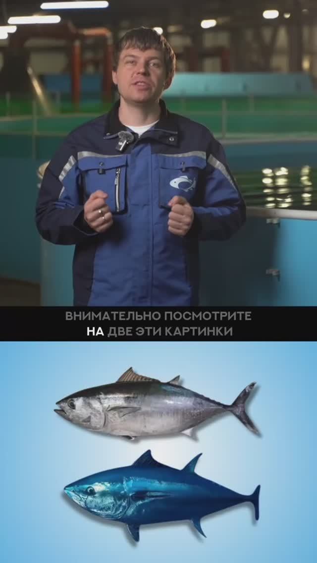 Самые дорогие рыбы в мире. 🎣
Некоторые стоят как картины Леонардо да Винчи #узв #разведениерыбы смотреть онлайн