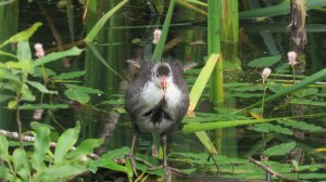 Лысухи_#5 с птенцами, Крылатское, 05 июля 2025