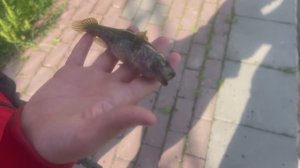 Бастующий карась и пассивный ротан: жара в городе #мормышинг