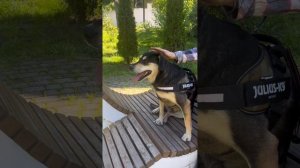 Шикарный семейный пёс Семён ищет дом и семью❤️