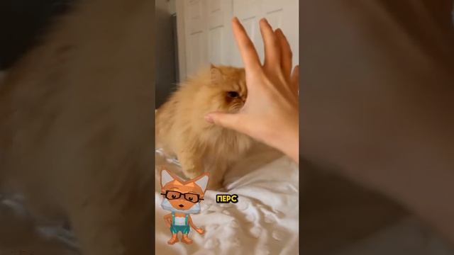 Животные приколы и не только