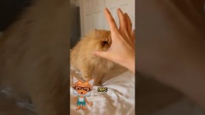 Животные приколы и не только