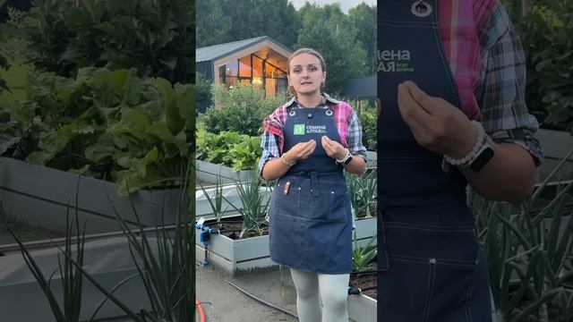 ПОЧЕМУ ПОЛИВАТЬ НУЖНО ВЕЧЕРОМ