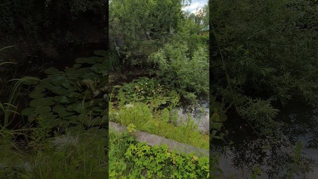 В гармонии с природой.Московская обл. Мой дачный рай.