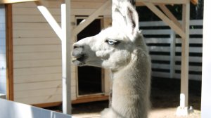 Парк Альпак в Шарташском лесопарке. Екатеринбург.