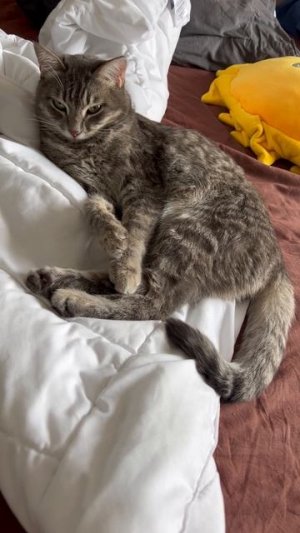 Котик милый 🐱