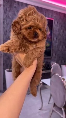 #maltipoo