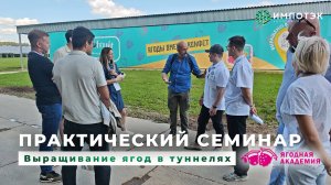 Выращивание ягод в туннелях