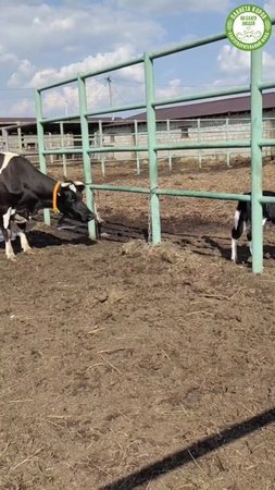🤣 Срочные новости с Планеты Коров! 🐄  Побег!