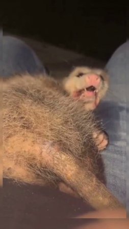 Новый друг #юмор #shortvideo #shorts #video #memes #мем #развлечения #друзья #животные #милота #2025