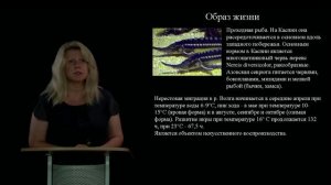 Тема 1. Биологические особенности и хозяйственные качества видов осетровых рыб