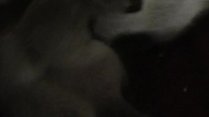 котята играются