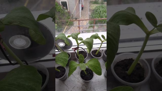Подвой Дыни, средство для сращивания, аналогов нет, результат поражает.