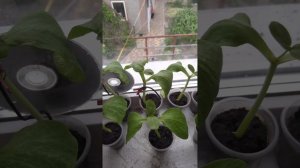 Подвой Дыни, средство для сращивания, аналогов нет, результат поражает.