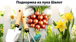 Подкормка из лука Шалот | Садовод со стажем