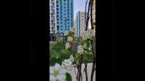 Прибрежный вайб - "Не рвите Сирень"