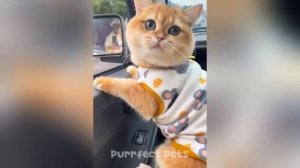 ПРИКОЛЫ С ЖИВОТНЫМИ ДО СЛЁЗ/СМЕШНЫЕ КОТЫ/ПРИКОЛЫ С КОТАМИ/ВИДЕО ПРИКОЛЫ/ЛУЧШИЕ ПРИКОЛЫ/РЖАКА/УМОРА