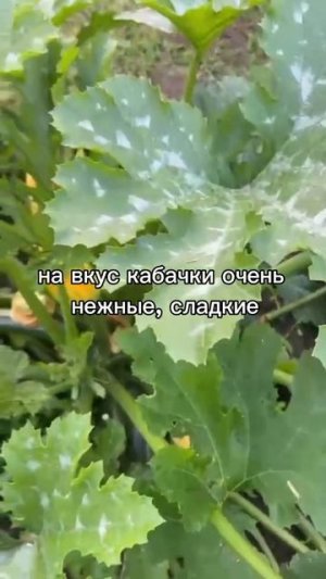 Кабачок цукини Диамант F1